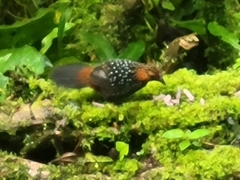 Acropternis orthonyx