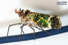 Phrictus hoffmannsi