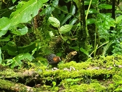 Acropternis orthonyx