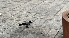 Corvus cornix