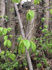 Ulmus