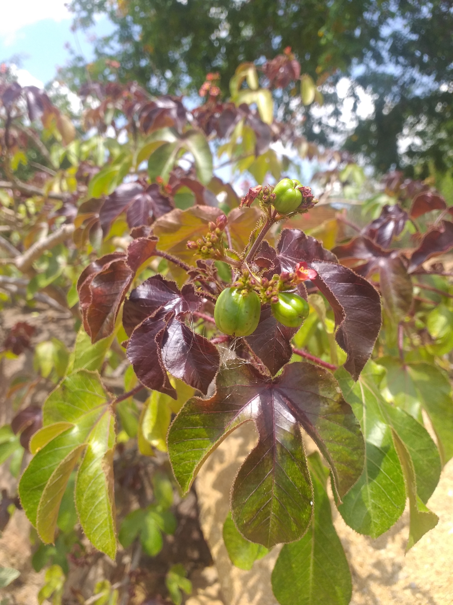 Jatropha gossypiifolia