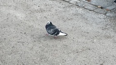 Columba livia