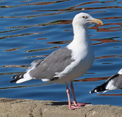 Larus occidentalis