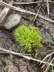 Pleuridium subulatum