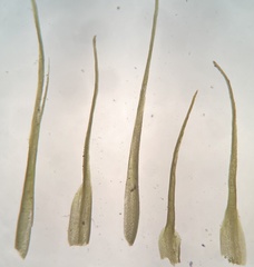 Pleuridium subulatum