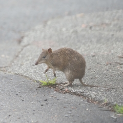 Isoodon obesulus obesulus