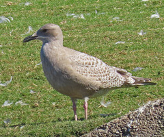 Larus glaucoides thayeri
