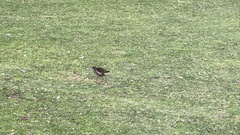 Gallinula chloropus
