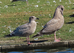 Larus glaucoides thayeri