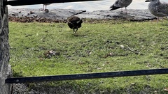 Gallinula chloropus