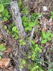 Ulmus