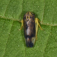 Pediopsoides distinctus
