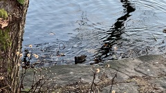 Gallinula chloropus