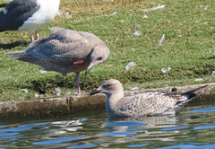 Larus glaucoides thayeri