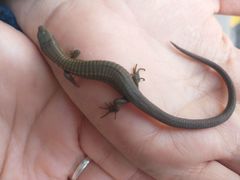 Riama striata
