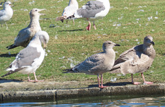 Larus glaucoides thayeri