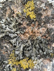 Phaeophyscia pusilloides