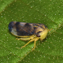 Pediopsoides distinctus