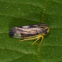 Pediopsoides distinctus