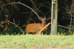 Cephalophorus natalensis