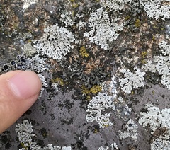 Phaeophyscia pusilloides