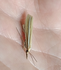 Orocrambus simplex