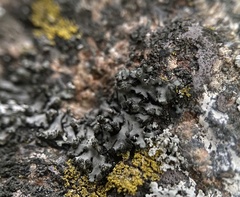 Phaeophyscia pusilloides