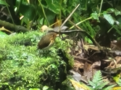 Grallaricula flavirostris