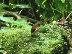 Grallaricula flavirostris