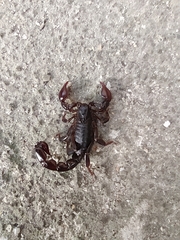 Bothriurus bonariensis