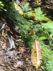 Grallaricula flavirostris