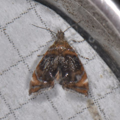 Prochoreutis inflatella