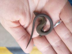 Riama striata