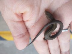 Riama striata