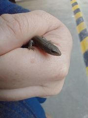 Riama striata