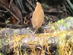 Grallaria flavotincta