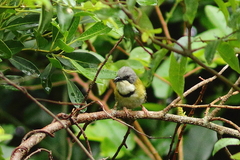 Apalis ruddi