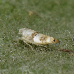 Scaphoideus titanus