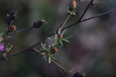 Centaurea glaberrima