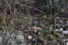 Centaurea glaberrima