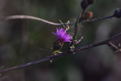 Centaurea glaberrima
