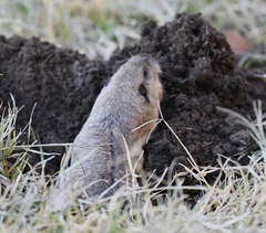 Thomomys bottae centralis