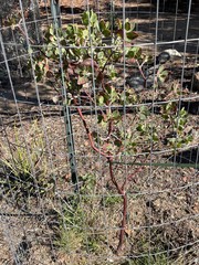 Arctostaphylos catalinae