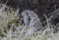 Thomomys bottae centralis