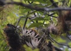 Phyllomyias