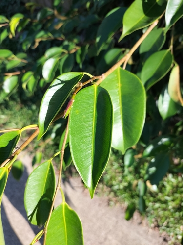 Ficus benjamina