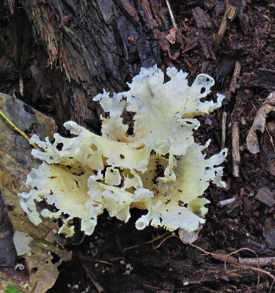 Favolus brasiliensis · October 2011 · photo: © hhulsberg (iNaturalist, cc-by)