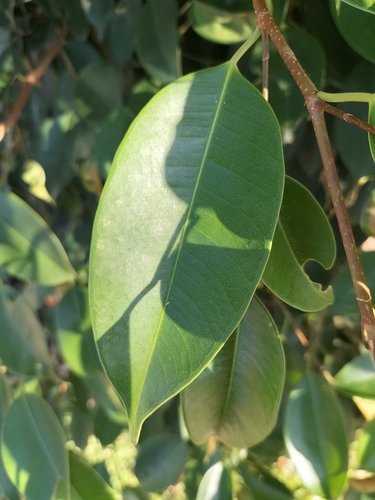 Ficus benjamina