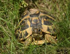 Testudo hermanni hermanni